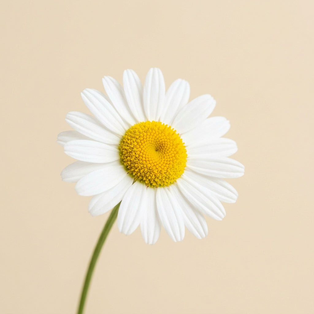 Chamomile